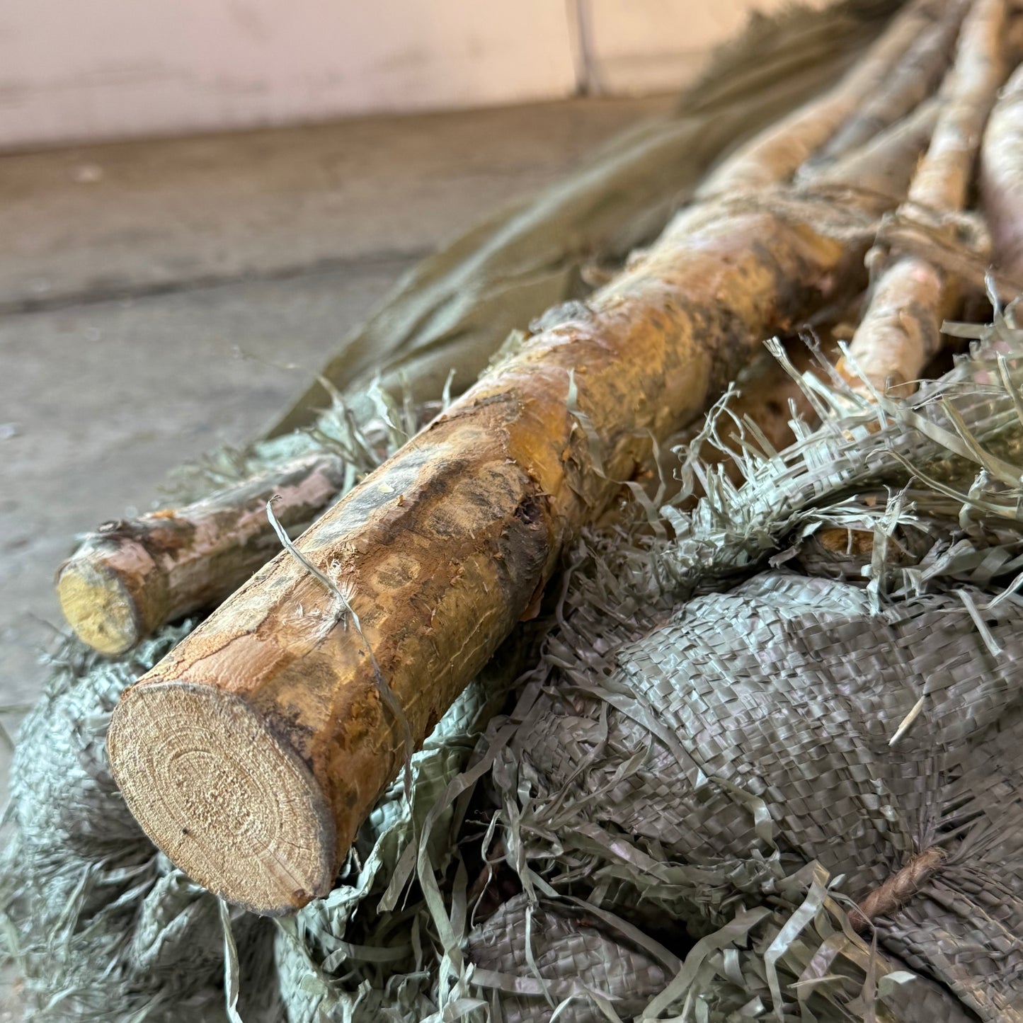 CREATIVECO-OP (16 Pcs) Long Wood Birch Branch 59"L Wood DA3953