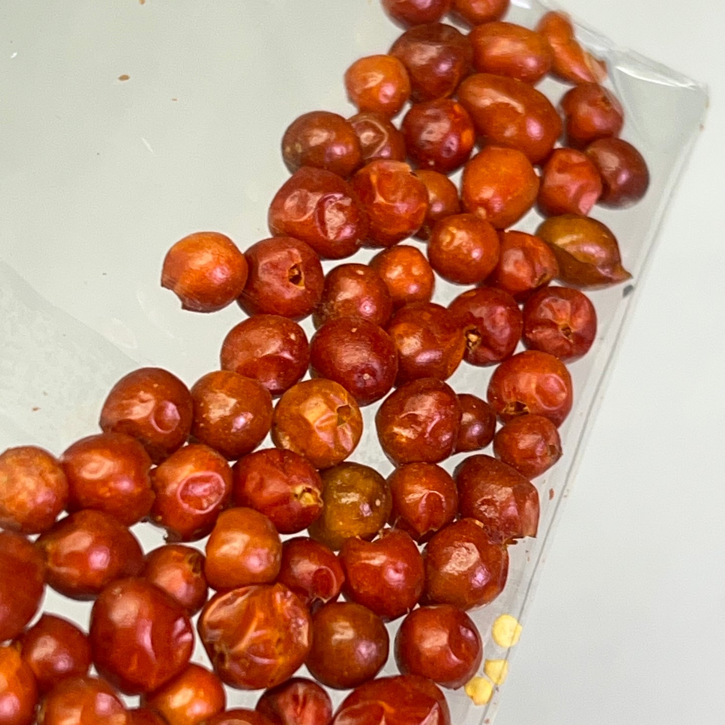 LA FIESTA (12 PACK) Bulk Whole Tepin Chili Cooking Seasoning .25oz