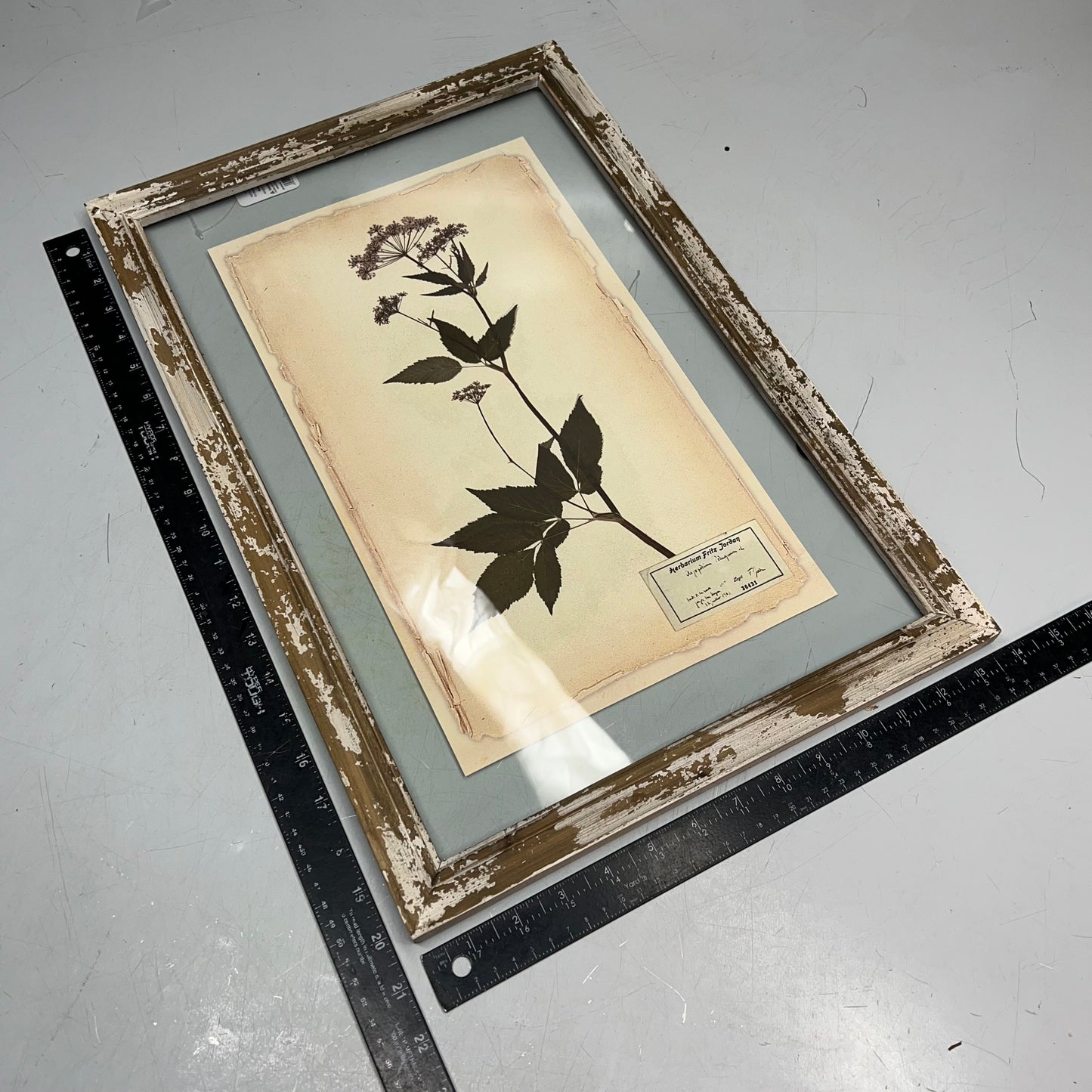 RAZ IMPORTS (SET OF 6) Farm To Table Assorted Pressed Flower Framed Art 20.5"