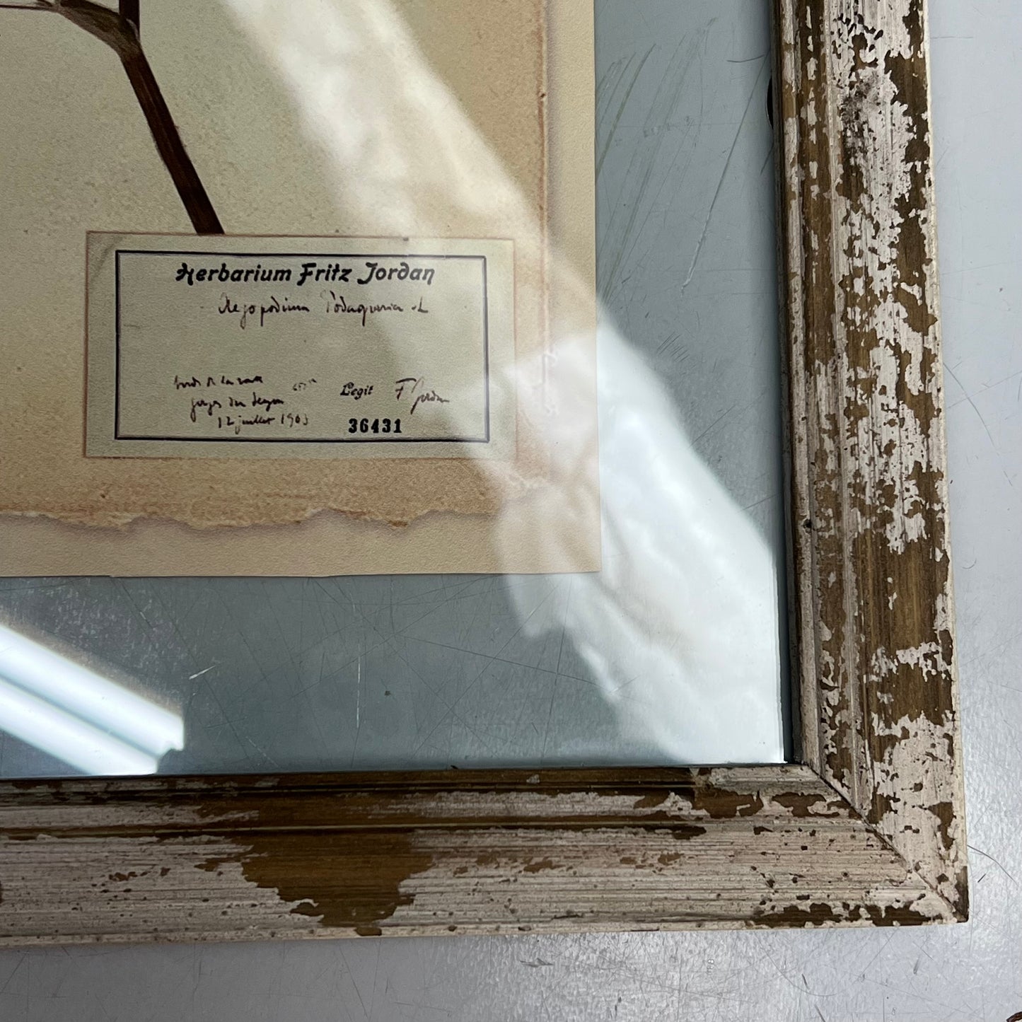 RAZ IMPORTS (SET OF 6) Farm To Table Assorted Pressed Flower Framed Art 20.5"