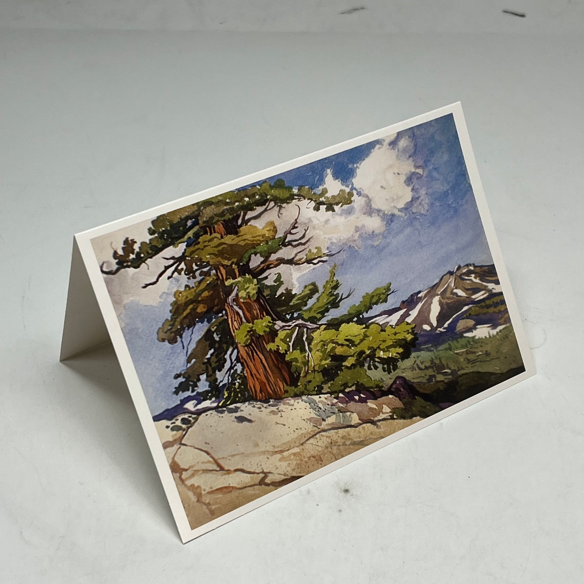 POMEGRANTE (20 PACK) William S Rice Watercolors Notecards W/ Envelopes 4x6"