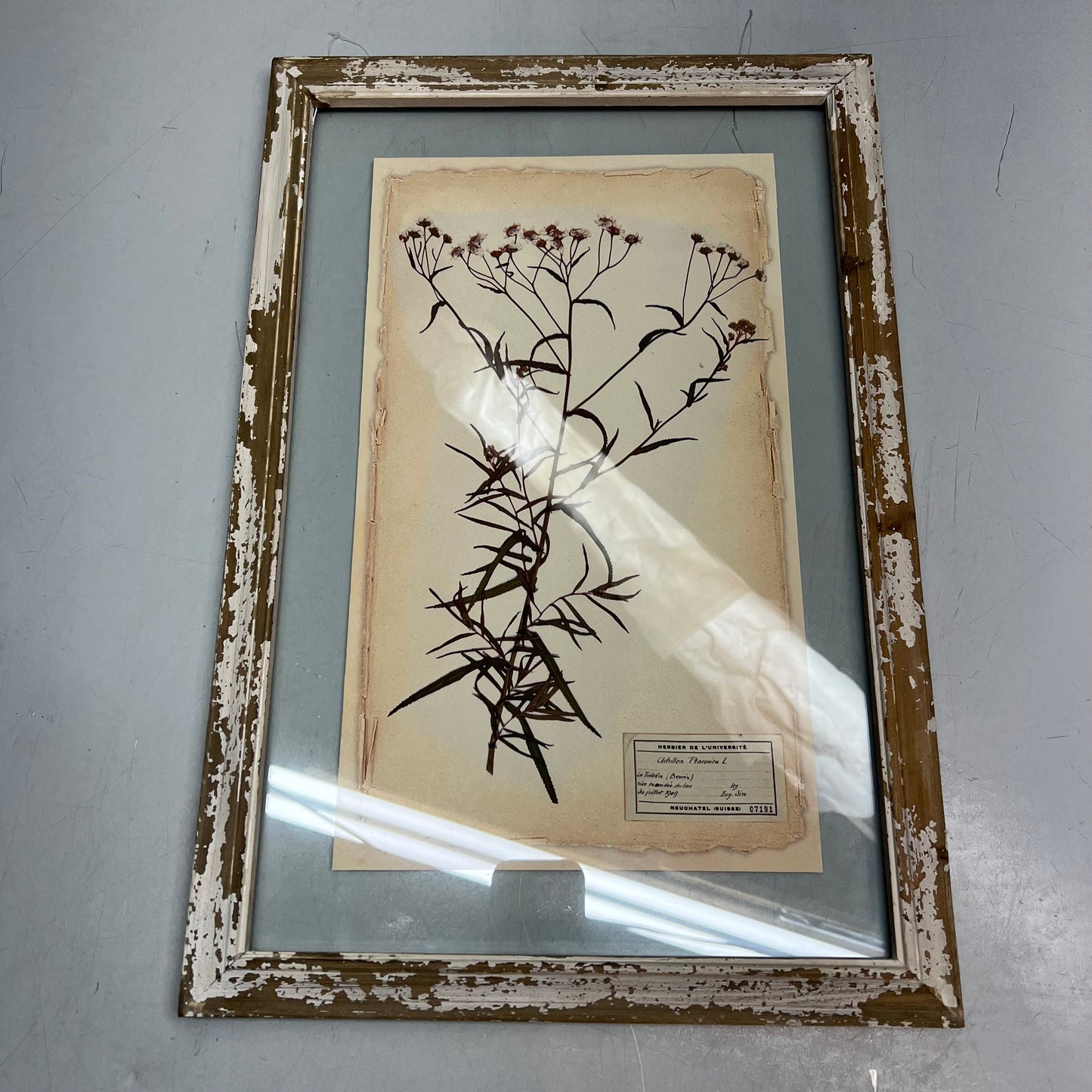 RAZ IMPORTS (SET OF 6) Farm To Table Assorted Pressed Flower Framed Art 20.5"