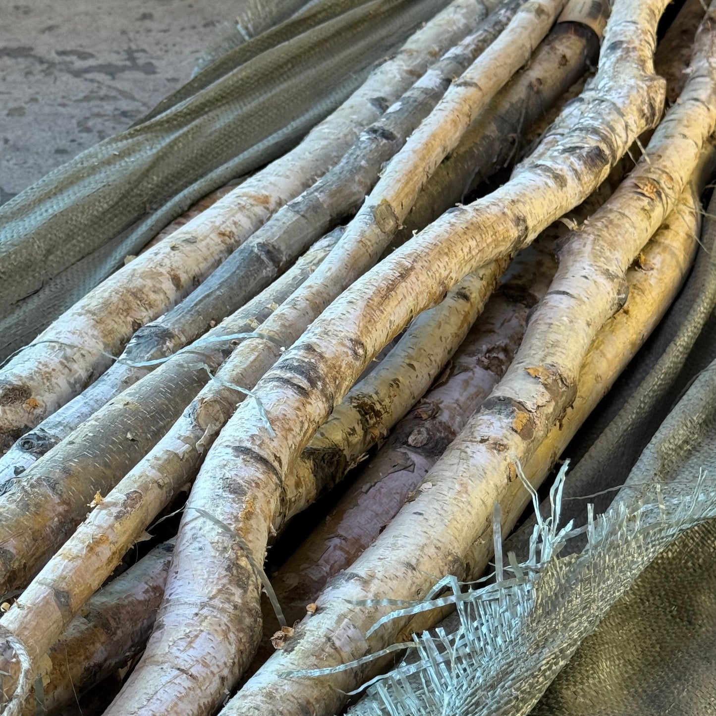 CREATIVECO-OP (16 Pcs) Long Wood Birch Branch 59"L Wood DA3953