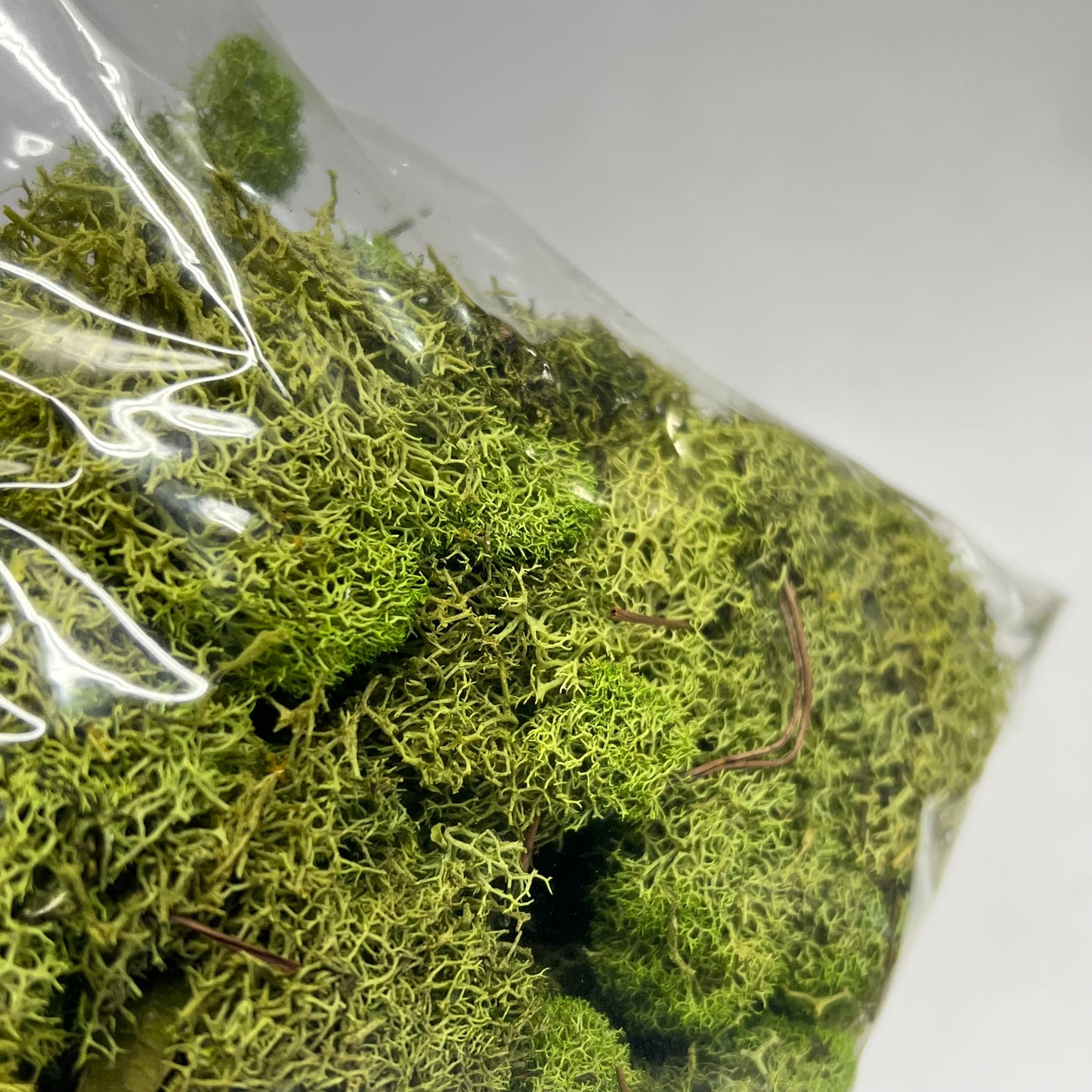 ASHLAND (6 PACK, 108.5 In³ Each) Naturals Reindeer Preserved Moss Green 284153
