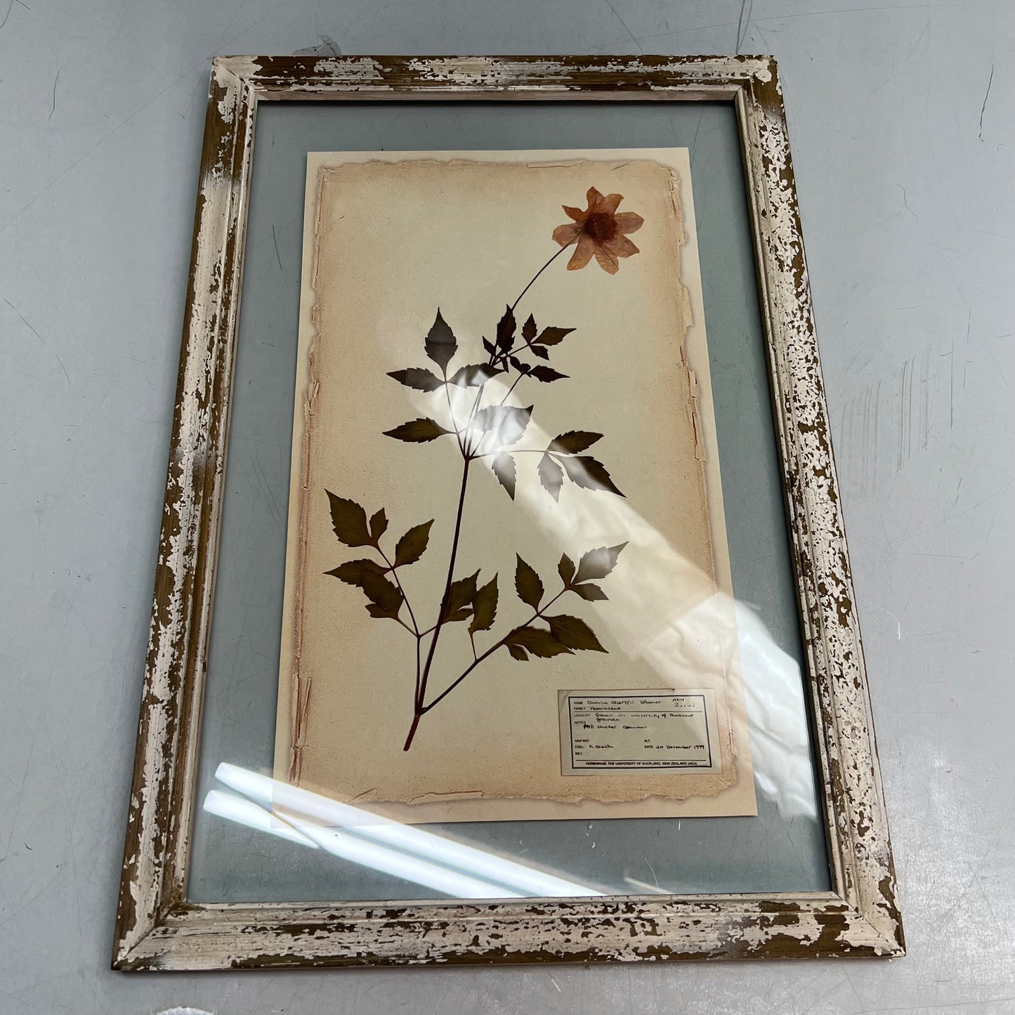 RAZ IMPORTS (SET OF 6) Farm To Table Assorted Pressed Flower Framed Art 20.5"