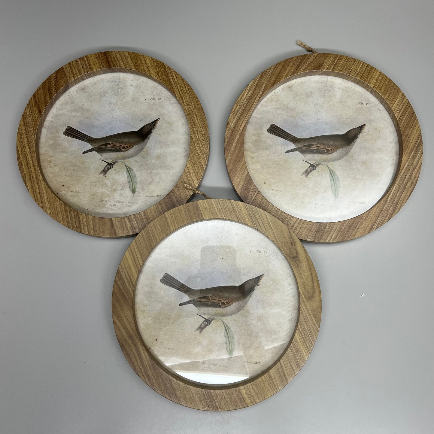 ASHLAND Set of 3 Jamaican Pewee Bird Wall Art w/ Frame String Loop Hanging 734511