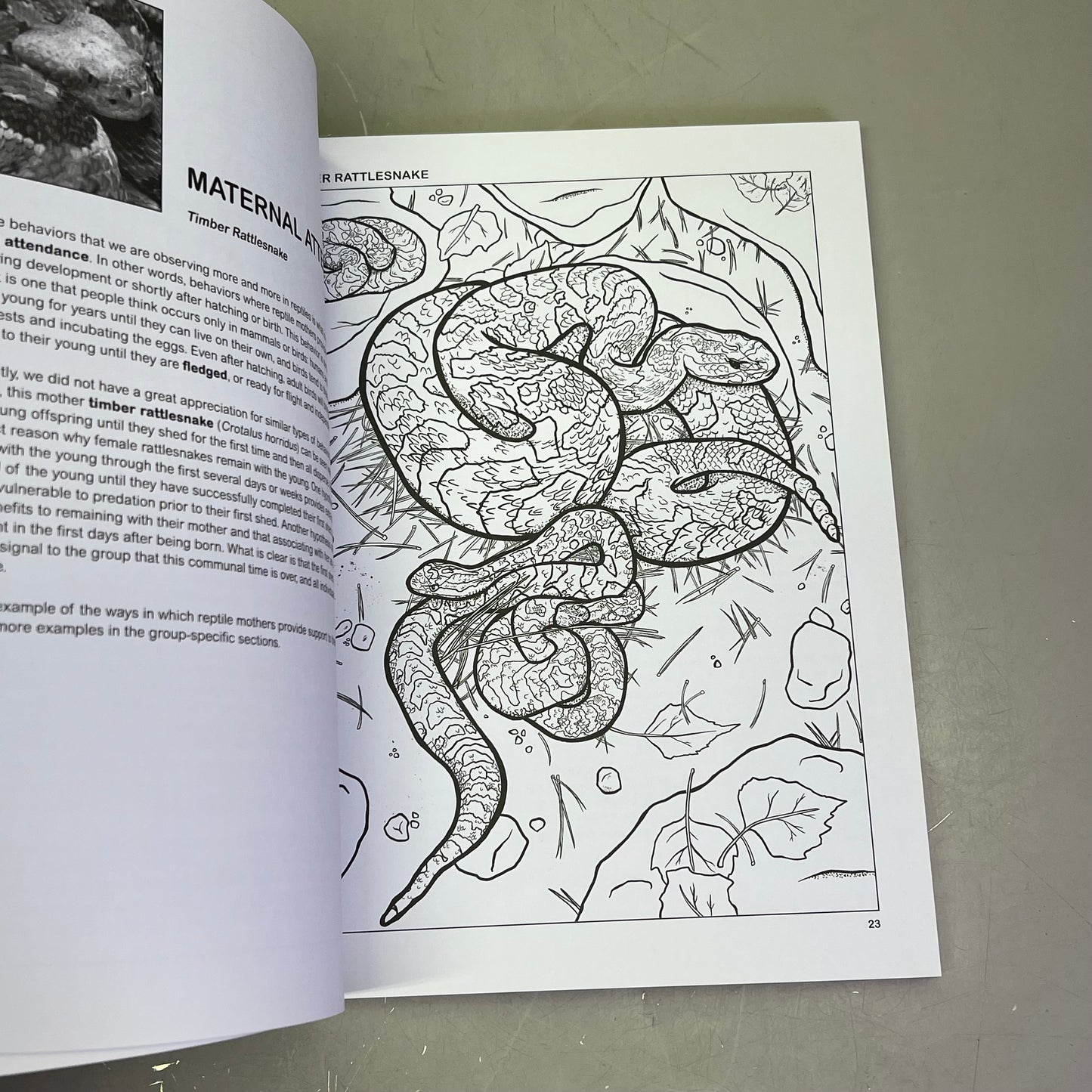 THE RETILES COLORING BOOK Science & Anatomy Paperback Coloring Activity Book