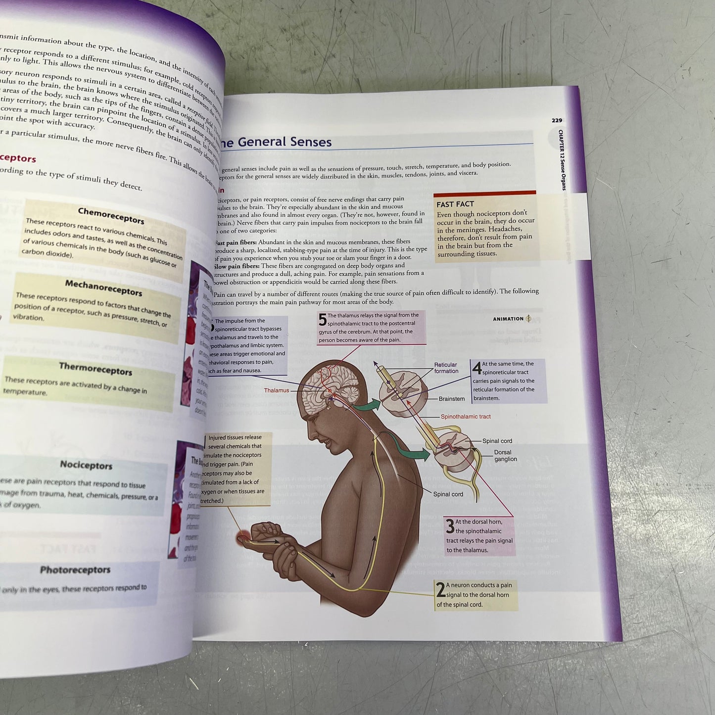 UNDERSTANDING ANATOMY & PHYSIOLOGY 4th Edition Paperback Book F.A. DAVIS