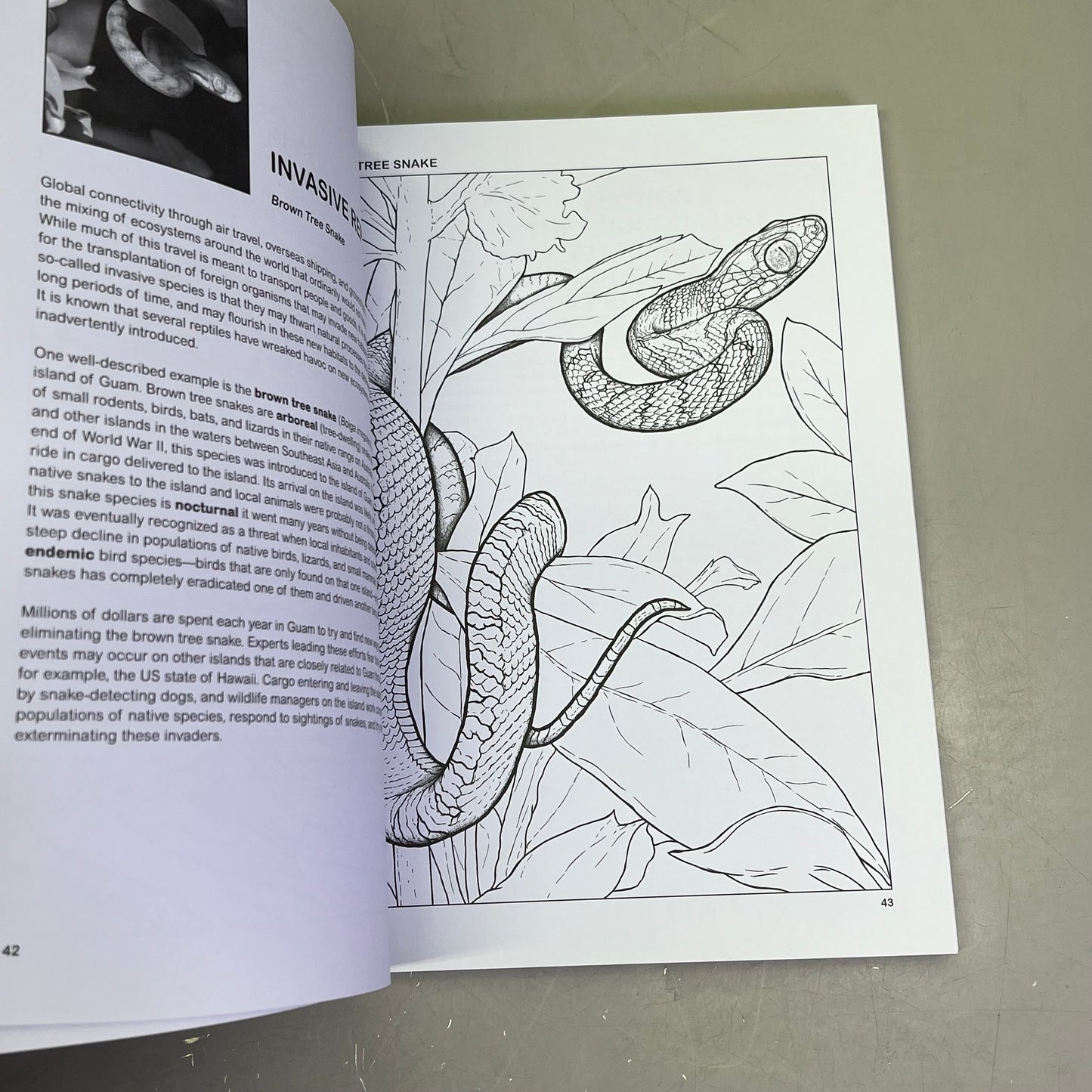 THE RETILES COLORING BOOK Science & Anatomy Paperback Coloring Activity Book