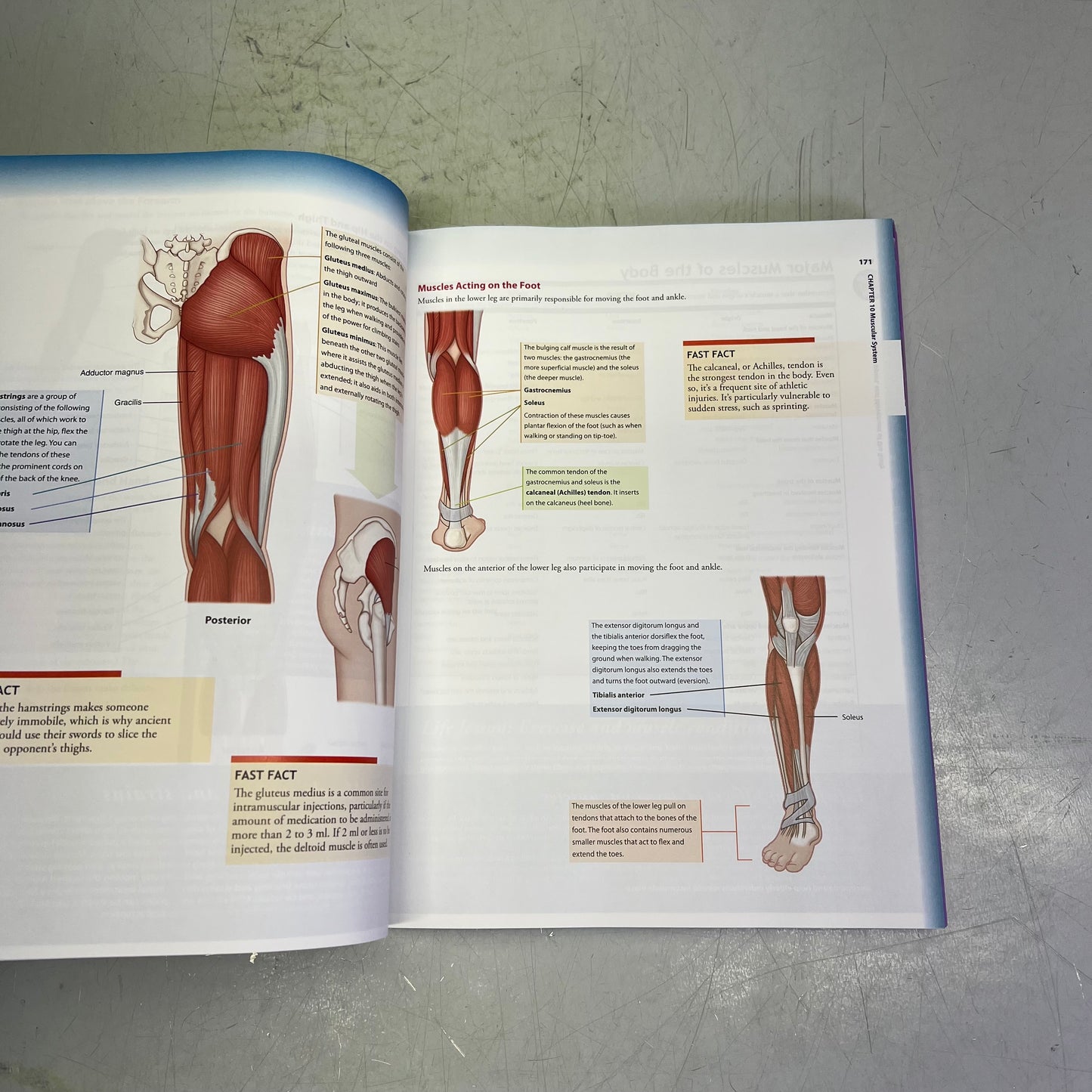 UNDERSTANDING ANATOMY & PHYSIOLOGY 4th Edition Paperback Book F.A. DAVIS