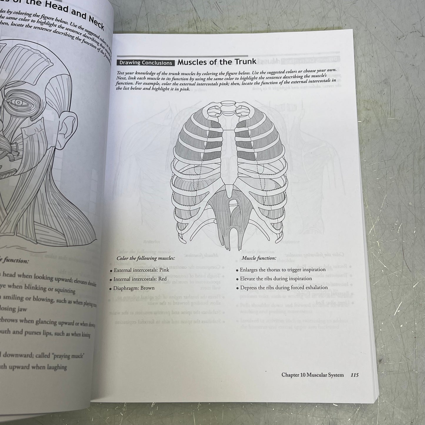 STUDY GUIDE FOR UNDERSTANDING ANATOMY & PHYSIUOLOGY 4TH ED Paperback Book