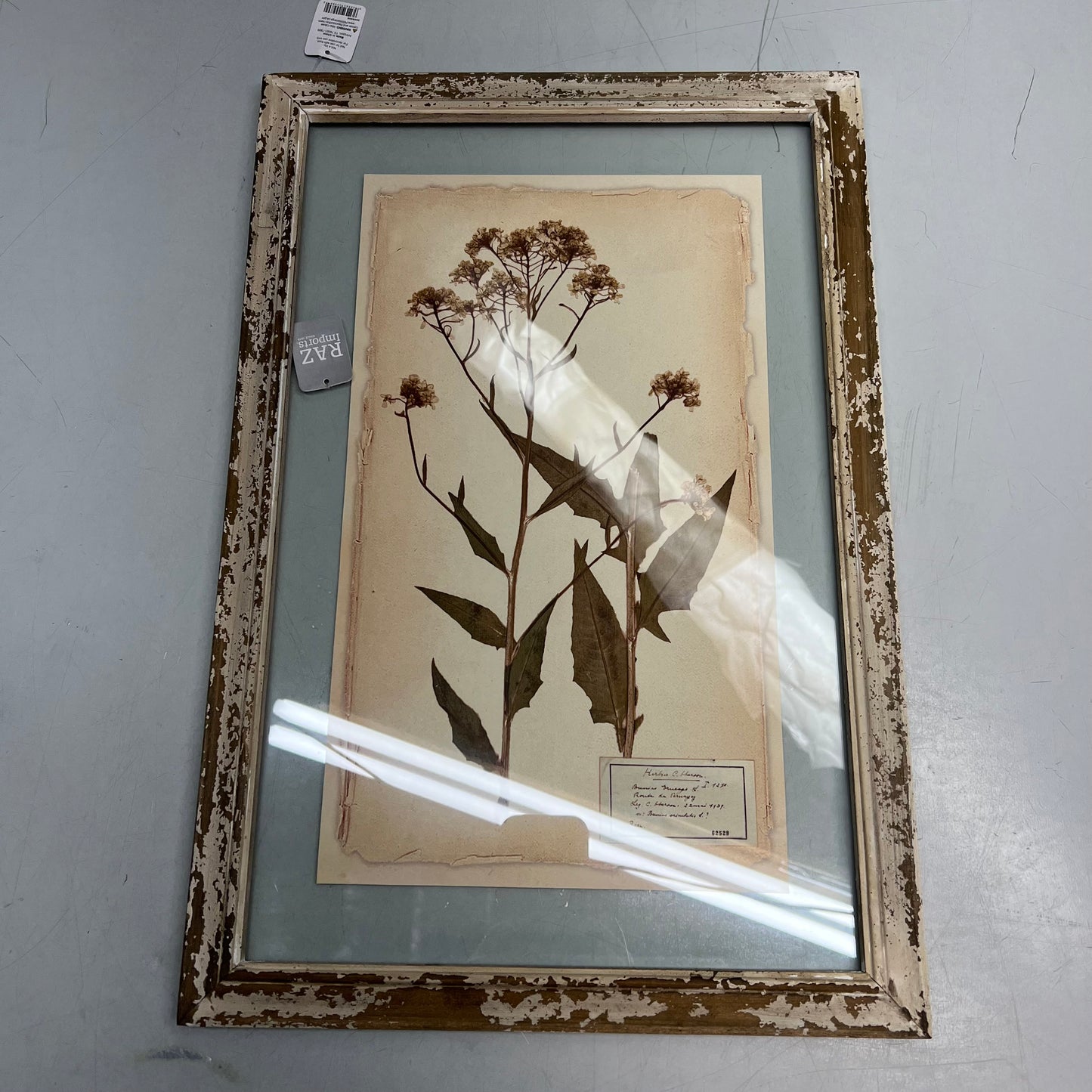 RAZ IMPORTS (SET OF 6) Farm To Table Assorted Pressed Flower Framed Art 20.5"