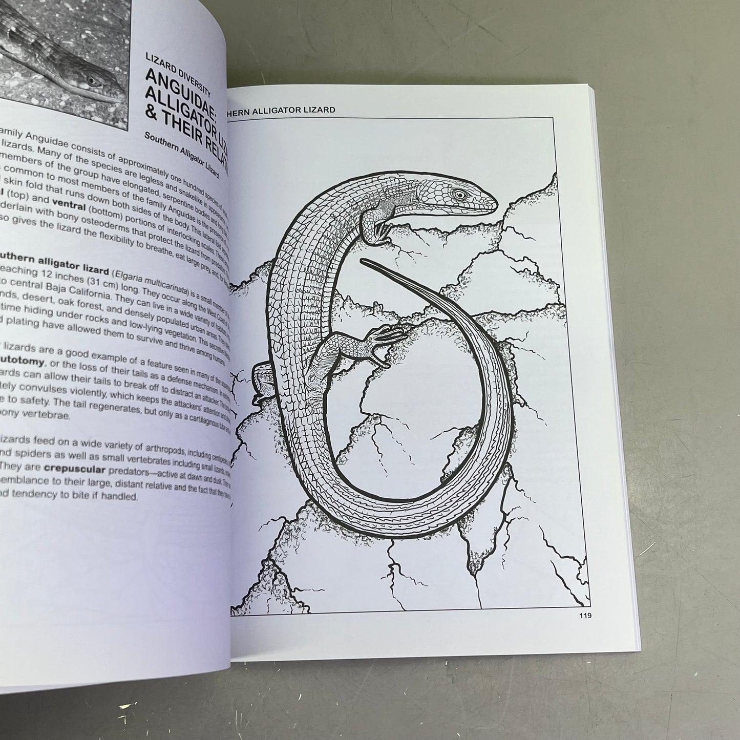 THE RETILES COLORING BOOK Science & Anatomy Paperback Coloring Activity Book