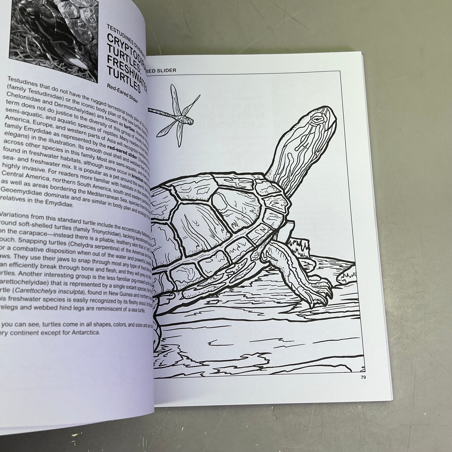 THE RETILES COLORING BOOK Science & Anatomy Paperback Coloring Activity Book