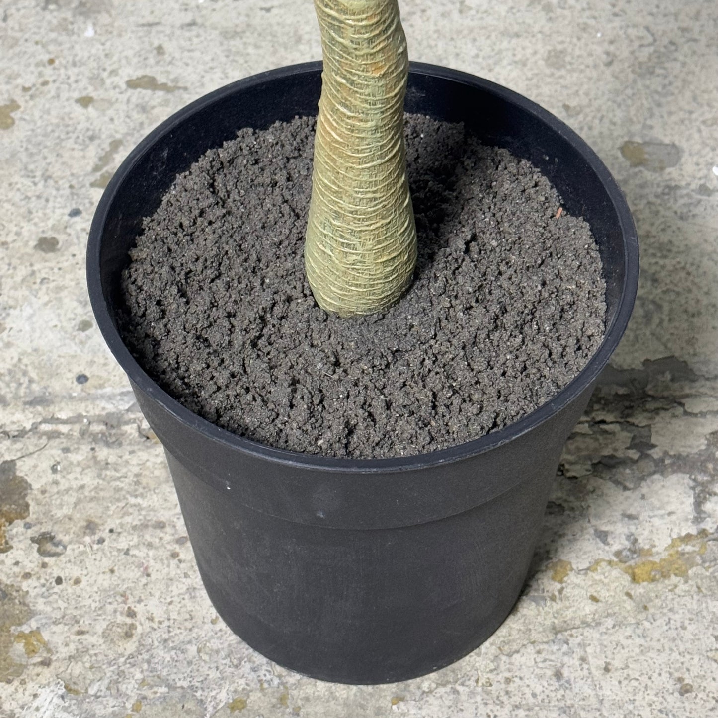 ZA@ NEARLY NATURAL 55” Tall Artificial Minimalist Ekianthus Tree T4660 (AS-IS, New Other)