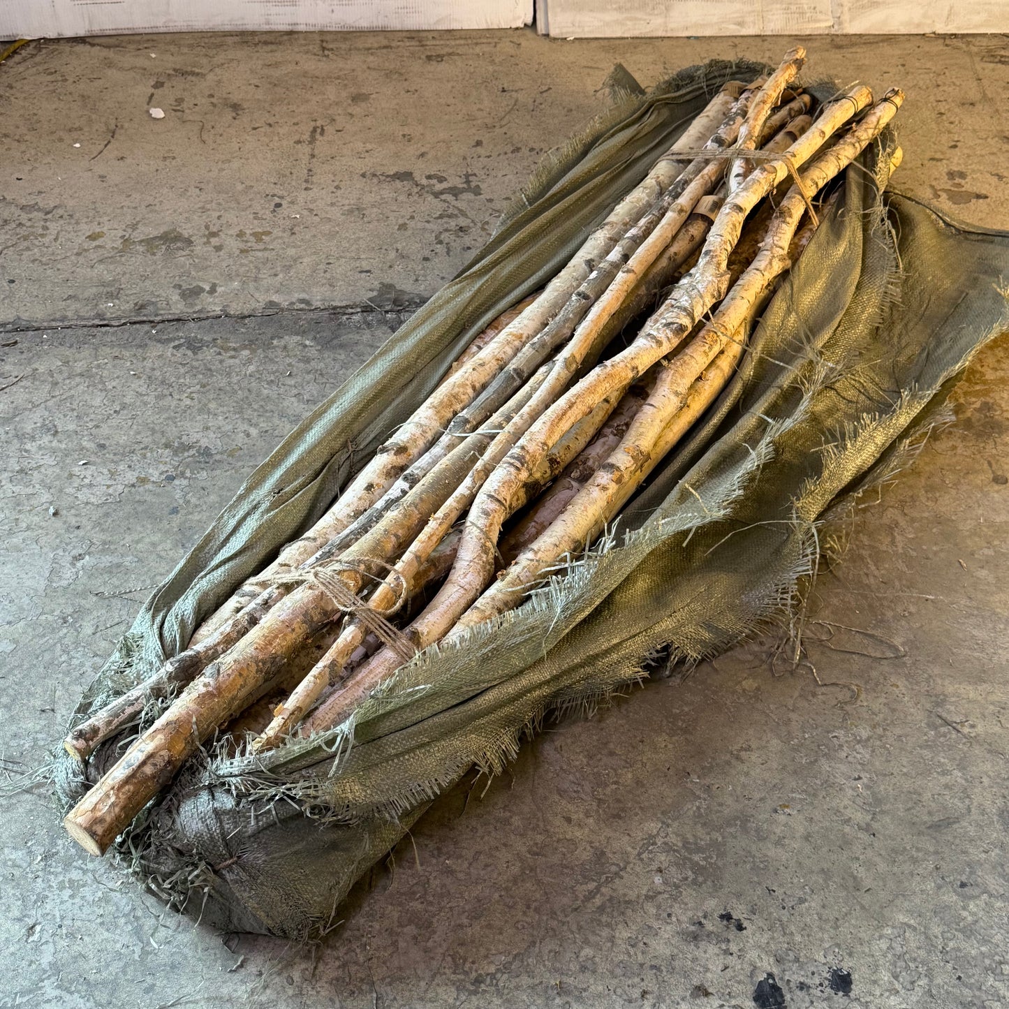 CREATIVECO-OP (16 Pcs) Long Wood Birch Branch 59"L Wood DA3953