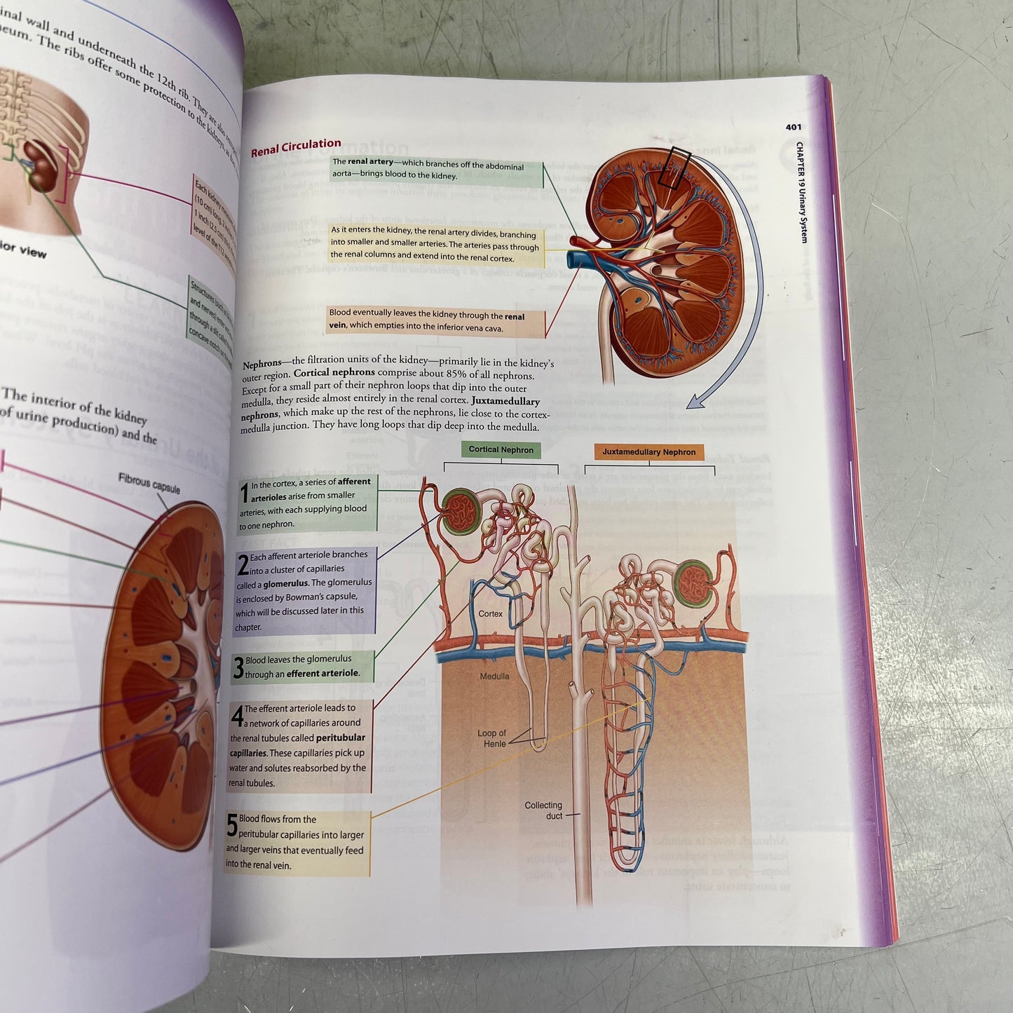 UNDERSTANDING ANATOMY & PHYSIOLOGY 4th Edition Paperback Book F.A. DAVIS