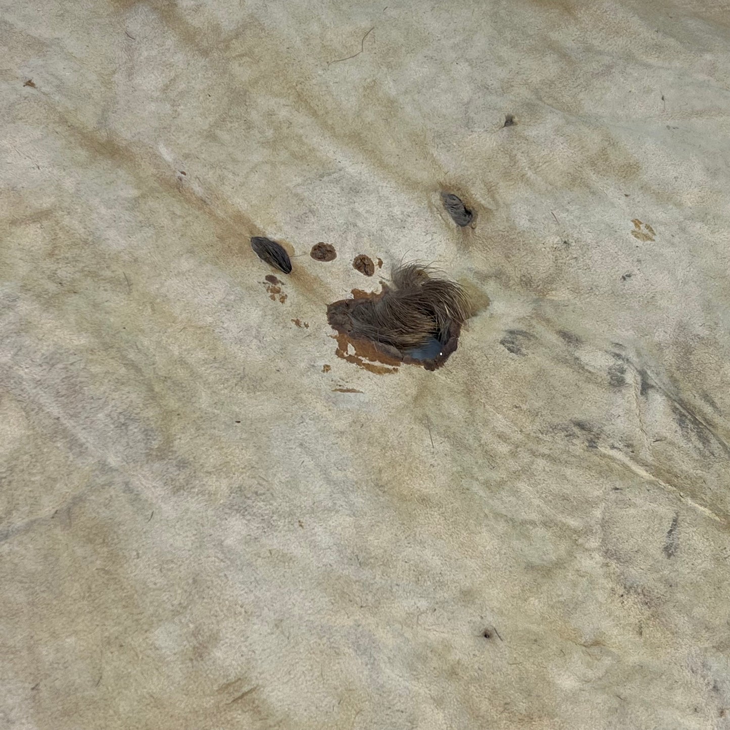 Large Real Elk Hide Rug/Home Décor 68"X55" Brown/Tan