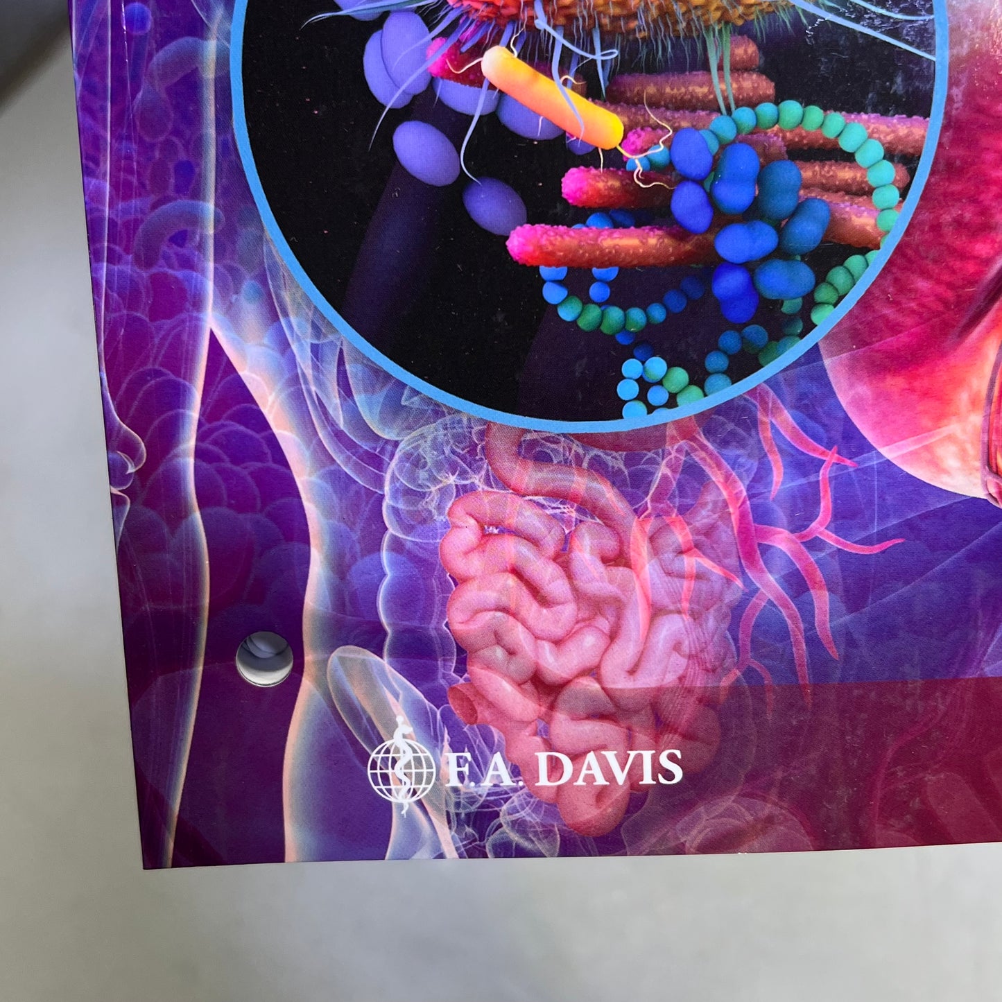 STUDY GUIDE FOR UNDERSTANDING ANATOMY & PHYSIUOLOGY 4TH ED Paperback Book