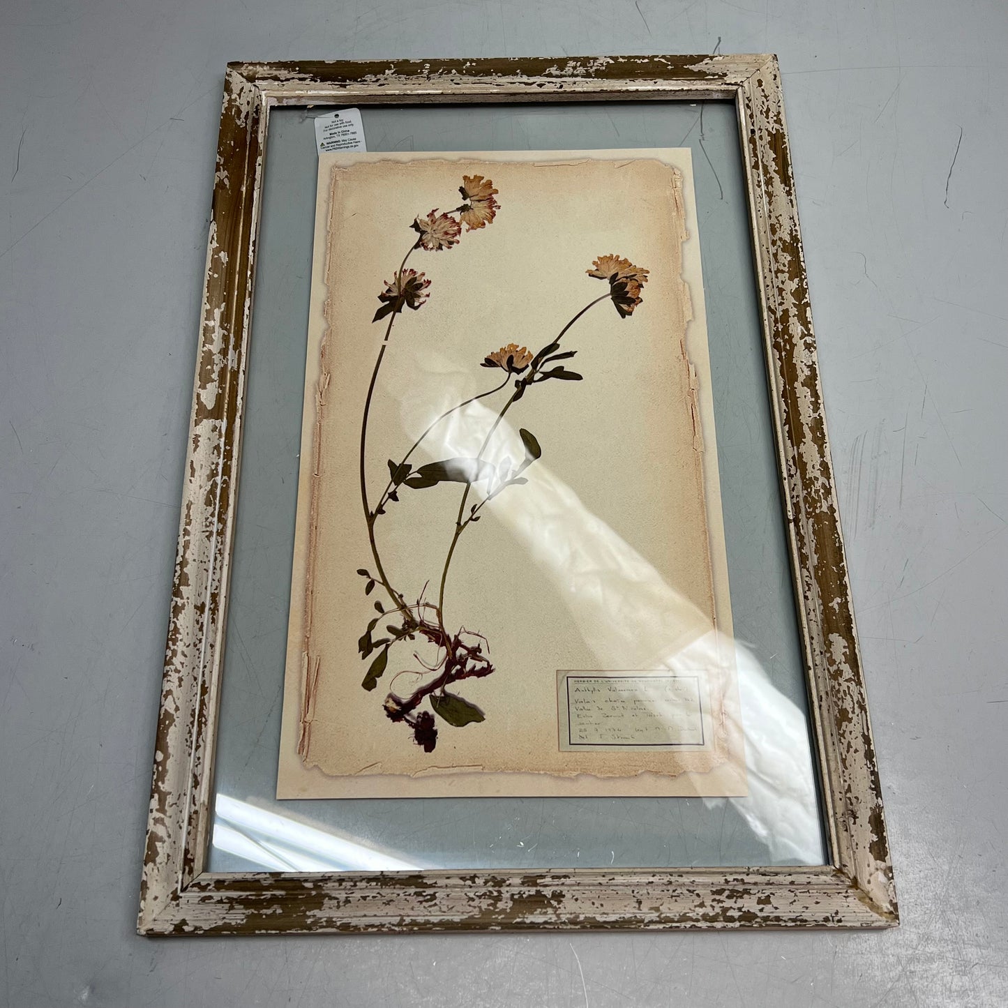 RAZ IMPORTS (SET OF 6) Farm To Table Assorted Pressed Flower Framed Art 20.5"