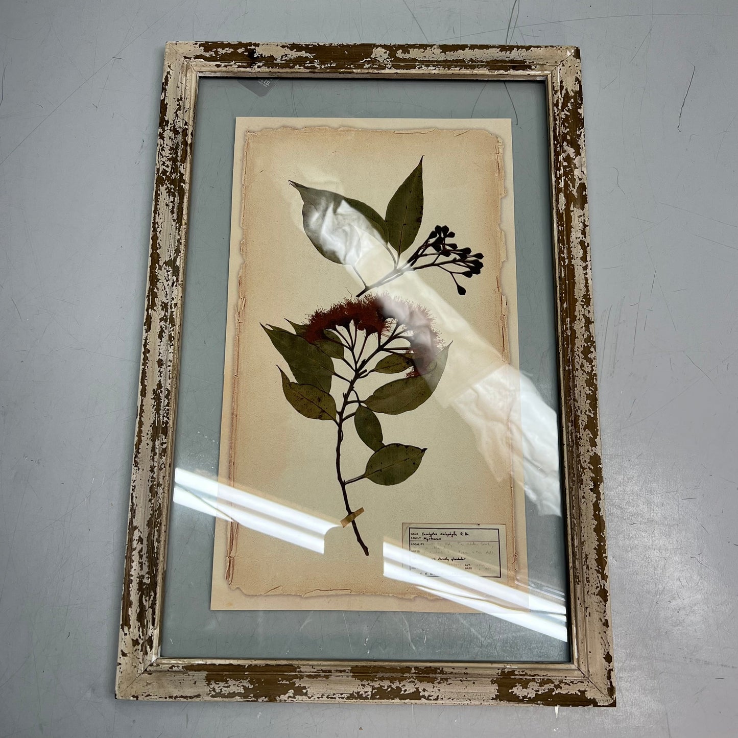 RAZ IMPORTS (SET OF 6) Farm To Table Assorted Pressed Flower Framed Art 20.5"