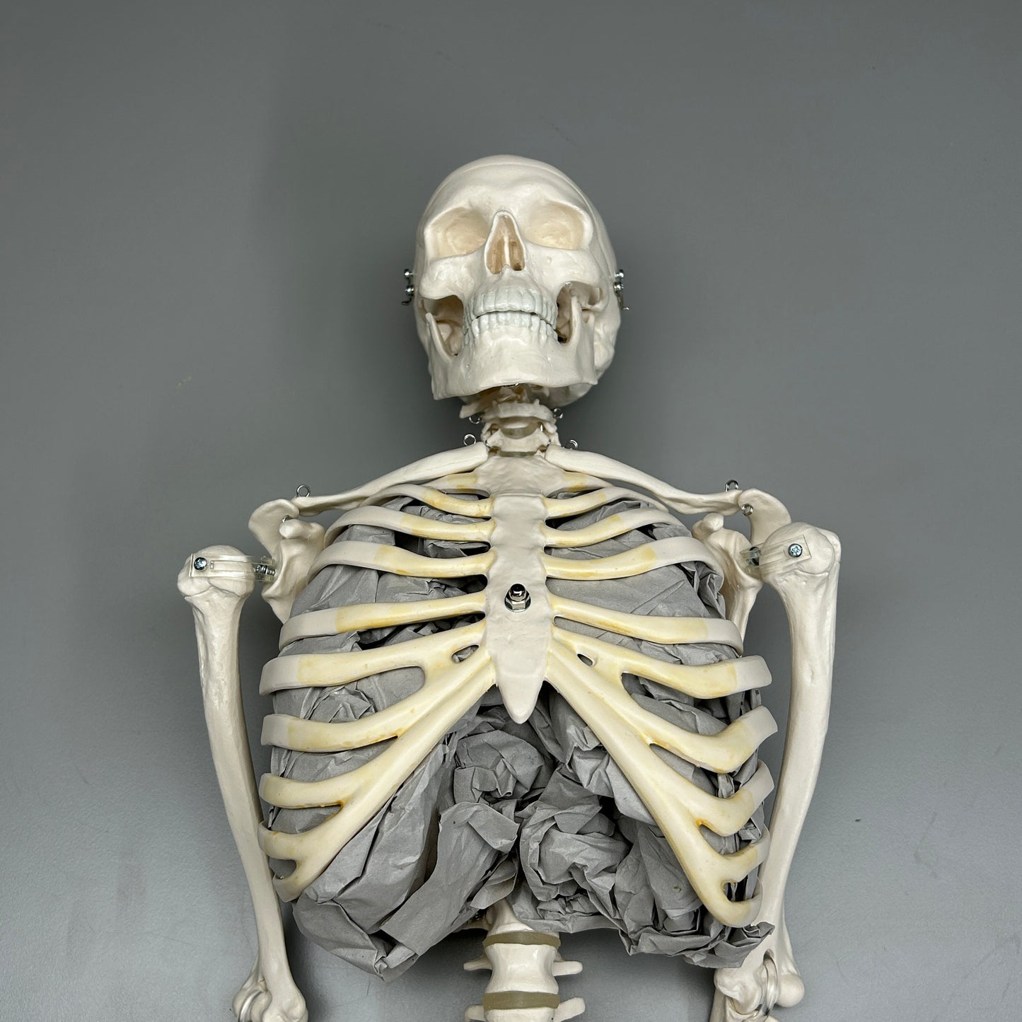 3B SCIENTIFIC Mini Human Skeleton Model Shorty, Half Natural Size (New)