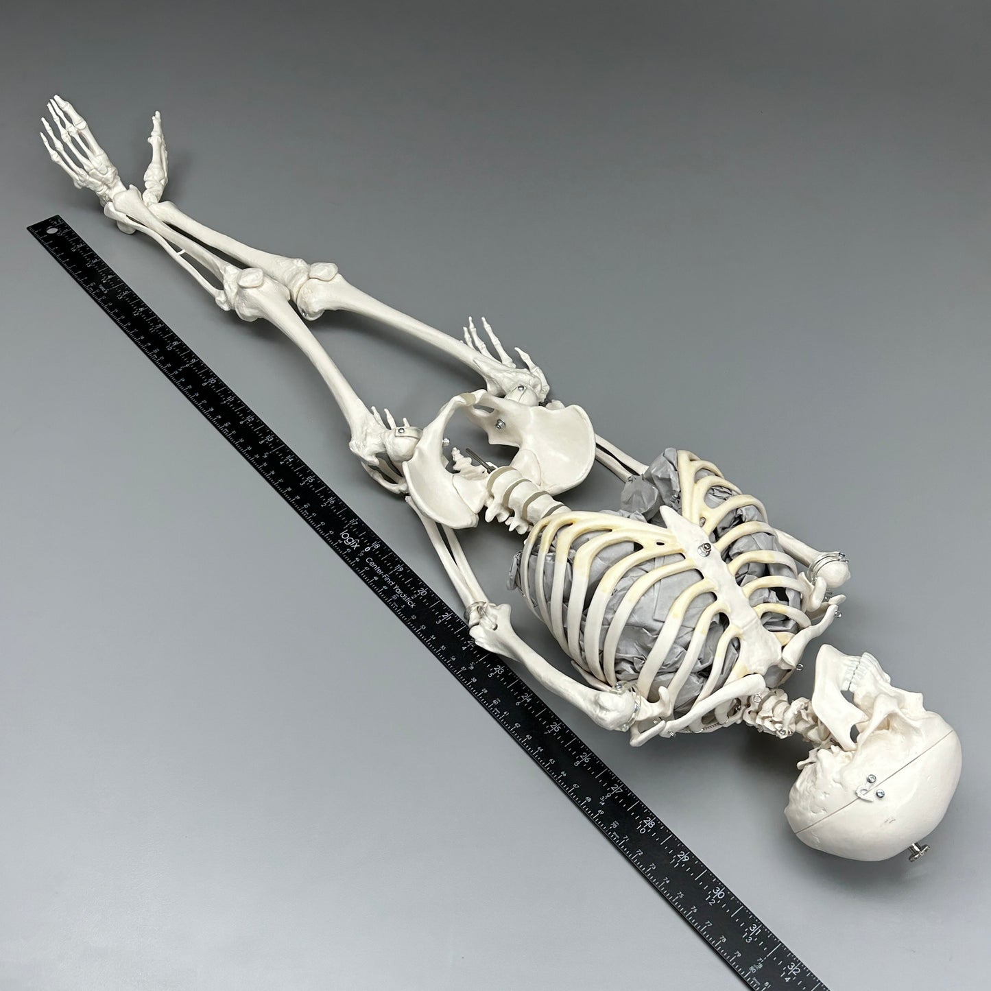3B SCIENTIFIC Mini Human Skeleton Model Shorty, Half Natural Size (New)