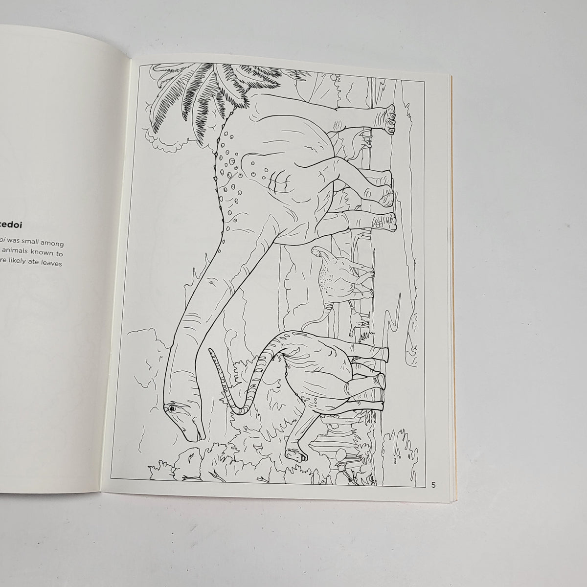 ZA@ POMEGRANATE Dinosaurs Coloring Book Soft Cover 22 Illustrations