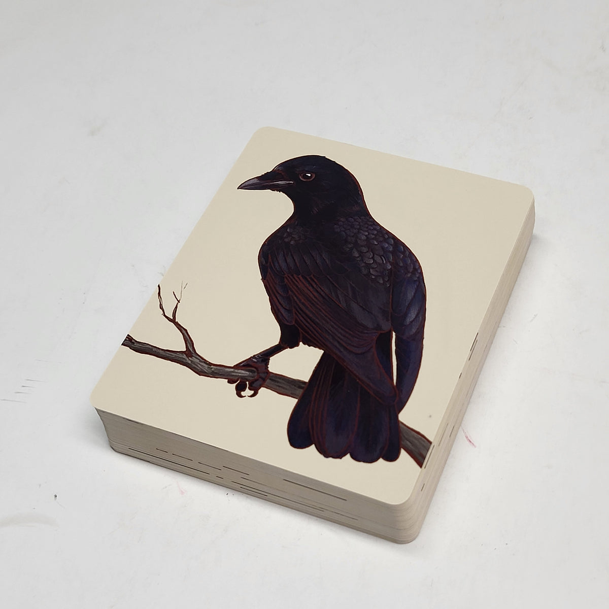 ZA@ POMEGRANATE North American Birds Casey Girard Knowledge Cards