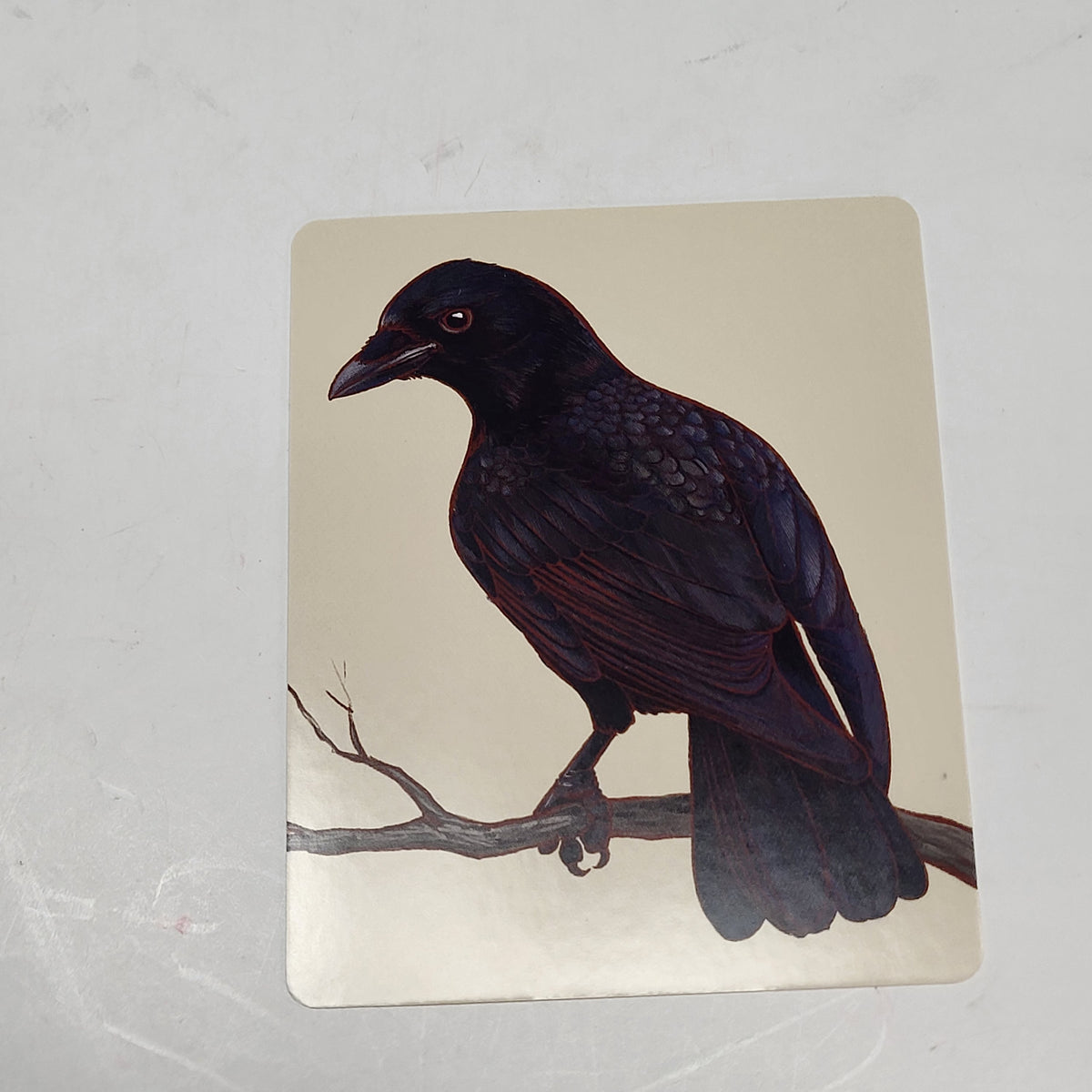 ZA@ POMEGRANATE North American Birds Casey Girard Knowledge Cards