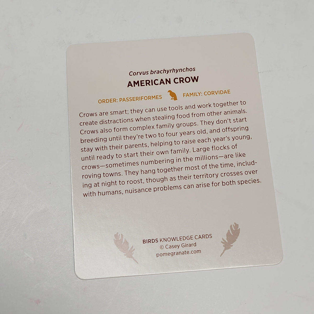 ZA@ POMEGRANATE North American Birds Casey Girard Knowledge Cards
