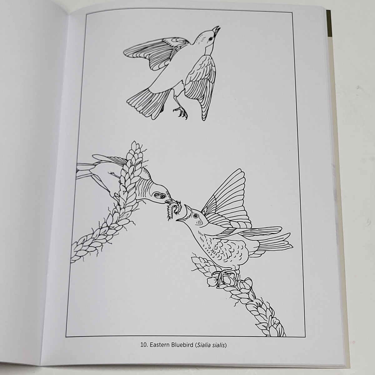 ZA@ POMEGRANATE John James Audubon Birds Coloring Book Soft Cover 22 Images