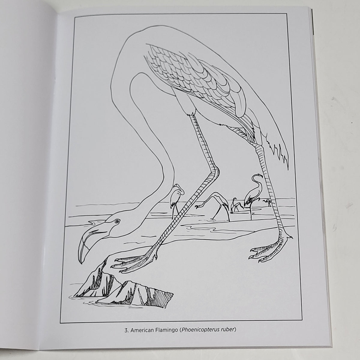 ZA@ POMEGRANATE John James Audubon Birds Coloring Book Soft Cover 22 Images