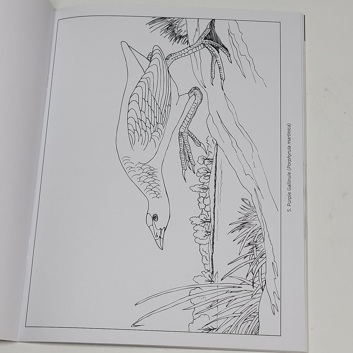 ZA@ POMEGRANATE John James Audubon Birds Coloring Book Soft Cover 22 Images