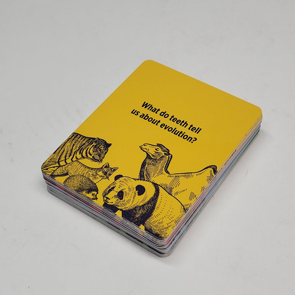 ZA@ POMEGRANATE Evolutionary Life on Earth Curiosities Knowledge Cards
